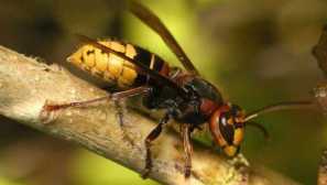 Какво е опасно стършело за хората от атаката, какво да правя с хапка